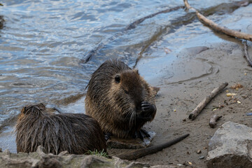 animal coypu climbed out of the water and scratched itself