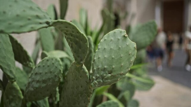 Close-up of a cactus plant, opuntia ficus-indica, outdoors with blurred figures of people in the background in puglia, italy, showcasing the texture of the leaves.