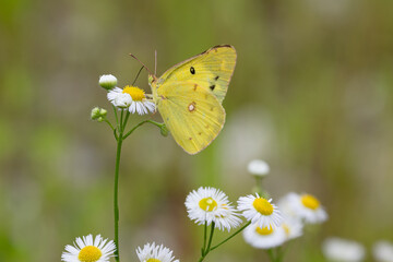 吸蜜中のモンキチョウ03
