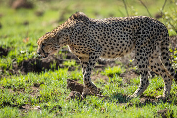 Cheetah walking in the african savannah
