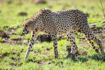 Cheetah walking in the african savannah