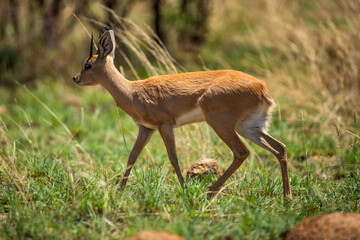 Klipspringer buck in the bush
