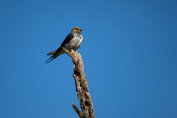 Swift swallow perched on a branch