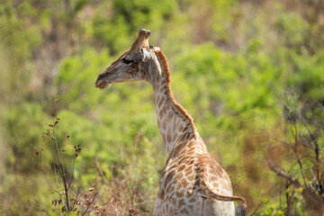 A giraffe walking through the african bush