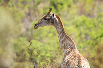 A giraffe walking through the african bush