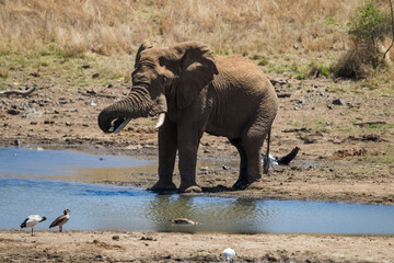 African elephant drinking at watering hole