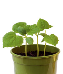 courgette plant in green pot, isolated.