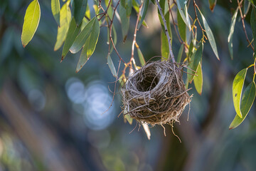 A bird's nest hangs delicately from the branches of a eucalyptus tree, surrounded by green leaves