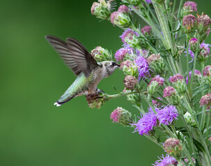 hummingbird on blazing star