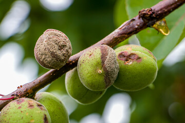 An apricot damaged by hail rots on the branch. Unripe apricots rot on the branch. Fruit rot on green apricots. Ripening of fruits damaged by hail.