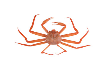 a crab on a white background