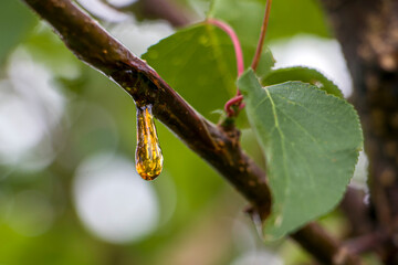 Apricot tree resin.
A drop of resin on an apricot tree in the garden.
Natural resin on an apricot tree branch.