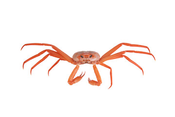 a crab on a white background