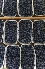 Blueberries 