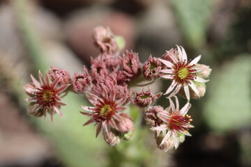 rojnik Cardinal Sempervivum
