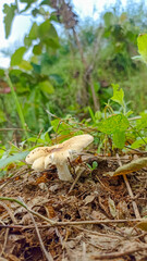 wild mushrooms that grow after the rainy season comes