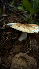 wild mushrooms that grow after the rainy season comes