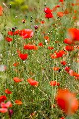 Wild flower meadow with blooming red poppies and green poppy capsules in the south of France