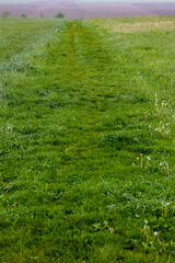 green beaten track field path with wet grass on a rainy foggy day in spring with brown field in the background
