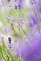 Fragrant purple lavender close-up with blurred foreground in garden sunlight spring