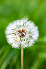 White dandelion against green background Pusteblume