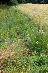 Wildflowers next to wheat field Blühstreifen