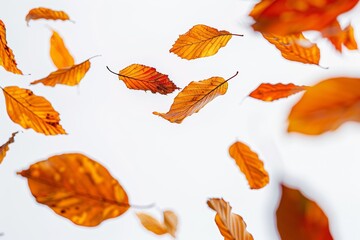 Pumpkin and fall leaves on a white background