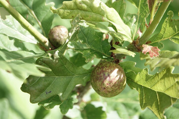 Oak Marble Galls (Andricus kollari) on the leaves of an oak tree
