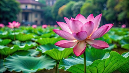 Fototapeta premium Beautiful lotus flower in Hanoi, Vietnam , lotus, flower, Hanoi, Vietnam, water lily, pink, nature, beauty, pond, petal