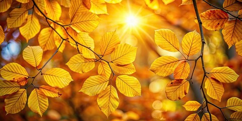 Sunlight filtering through golden leaves in a beech forest during autumn, sunlight, beech forest, autumn, golden leaves