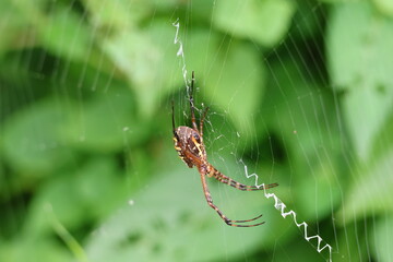 spider on a web