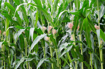 Birth of corn cobs