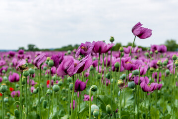 Flowering opium poppy Papaver somniferum on a field in spring.