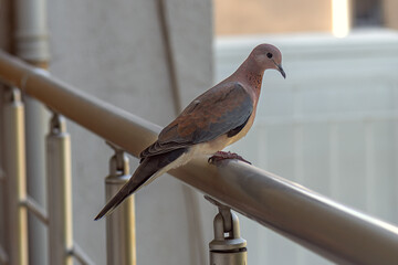 Fototapeta premium Turtledoves waiting on the balcony