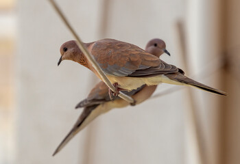 Turtledoves waiting on the balcony