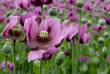 Flowering opium poppy Papaver somniferum on a field in spring.