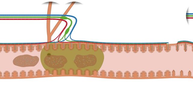 Animation der Verdauung im Verdauungssystem / Verdauungstrakt - Zw&ouml;lffingerdarm D&uuml;nndarm Dickdarm des Menschen mit Darmzotten