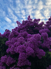 purple blooming bush (bougainvillea)