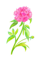 watercolor peony flower. isolated rose flower with leaves and bud. watercolour painting