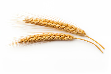 An ear of wheat isolated on white background