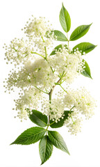 Elder flowers isolated on white background. clipping path, Selective focus