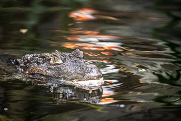 crocodile in the water
