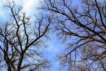 Leafless tree branches silhouette. Natural tree branches silhouette on a blue background. Trees silhouettes on blue sky. Nature background. Leafless tree branches with sky. Copy space