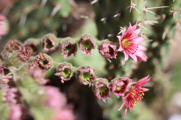 Sempervivum Zuckerwatte Rojnik pajęczynowaty