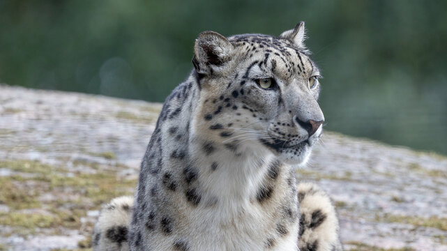 Snow leopard profile close up.