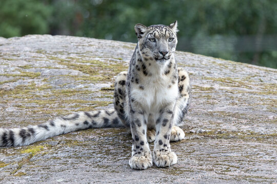 Snow leopard sitting on a cliff.