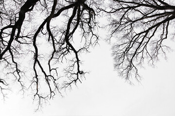 Leafless Oak tree branches silhouette. Black and white. Natural oak tree branches silhouette on a white background. Silhouettes of a dark gloomy forest with textured trees on a white background.