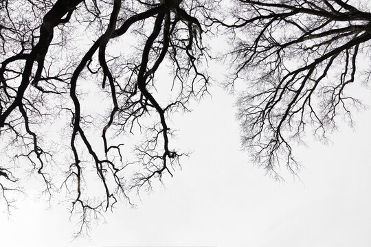 Leafless Oak tree branches silhouette. Black and white. Natural oak tree branches silhouette on a white background. Silhouettes of a dark gloomy forest with textured trees on a white background. 