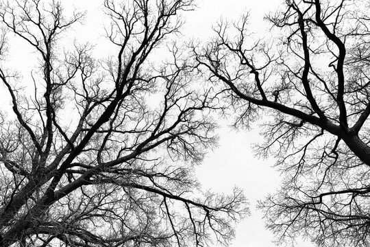 Leafless Oak tree branches silhouette. Black and white. Natural oak tree branches silhouette on a white background. Silhouettes of a dark gloomy forest with textured trees on a white background.  - Powered by Adobe