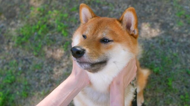 Person uses hands to pat neck of small Shiba Inu gently. Adorable dog sits on green grass and lifts head slightly as woman pats chest